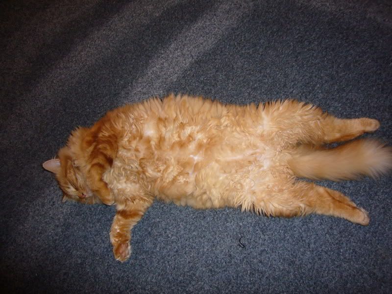 [img width=640 height=480]http://i25.photobucket.com/albums/c72/swenneke/P1010504.jpg[/img]