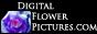 Digital Flower Pictures Photography Site