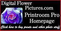 Digital Flower Pictures Printroom Pro