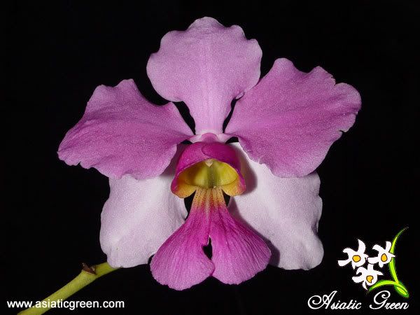 http://i25.photobucket.com/albums/c74/asiaticgreen/Orchids/Miscelleaneous/Papilionantheteres.jpg