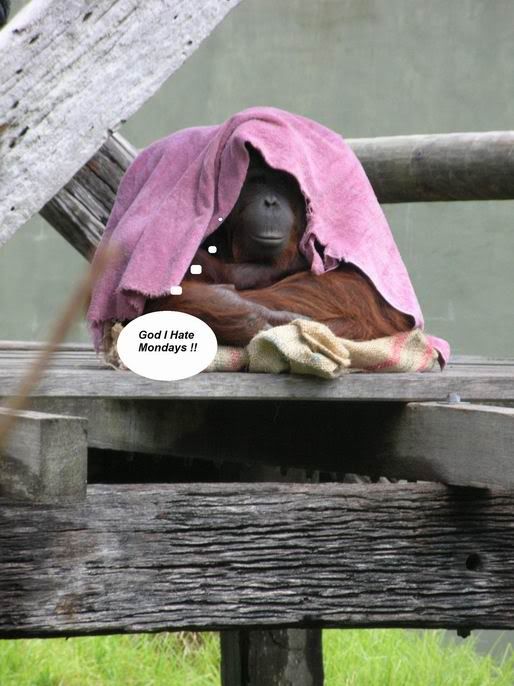 [img width=514 height=686]http://i25.photobucket.com/albums/c74/wahiiba/Hate_Mondays.jpg[/img]