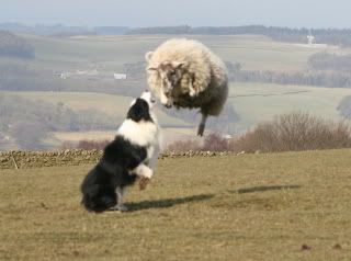 Bordercollieogsauweb.jpg