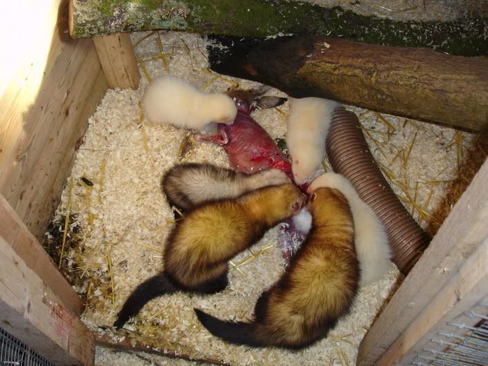 Ferrets.jpg