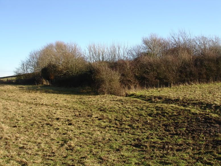 Horsesfieldwarren.jpg