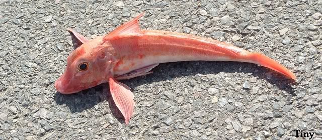 Red-Gurnard01tiny.jpg