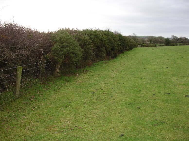field.jpg