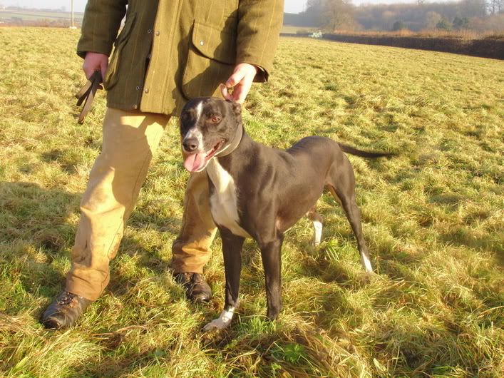 Lurchers and running sales dogs