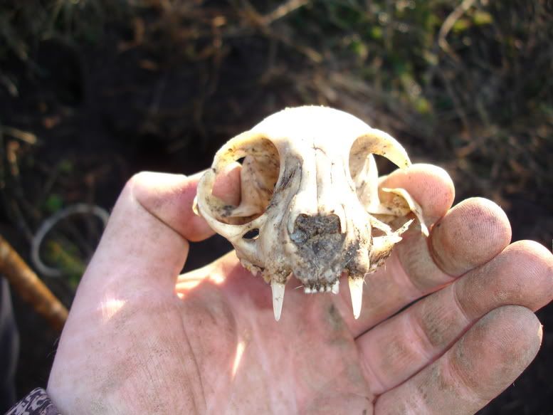 skull1.jpg