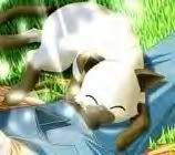 pet (3)