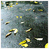 autumn-1.gif