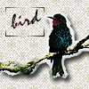 bird.gif