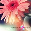 flower.jpg