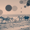 horses.gif