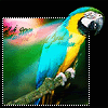 parrot.gif
