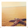 starfish.gif
