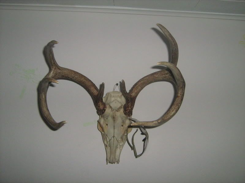 trophyroompics002.jpg