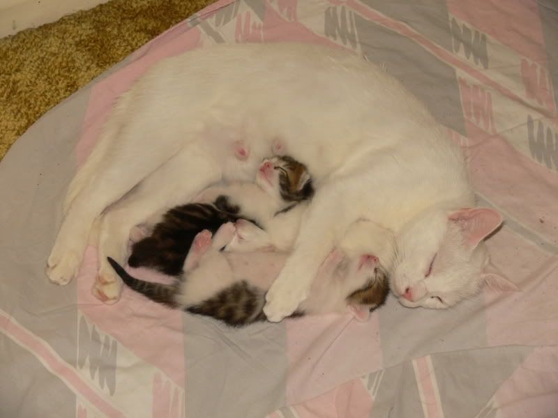 IMAGE: http://i25.photobucket.com/albums/c78/owenwatkin/P1010685.jpg