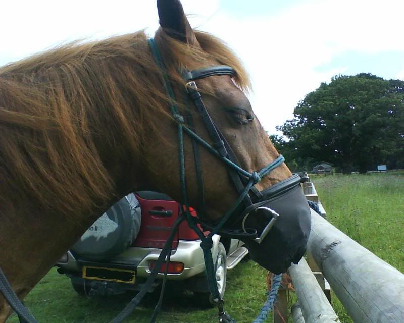 Pollen Allergy...(head shaking) Horse and Hound Forum