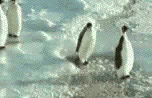 penguins.gif