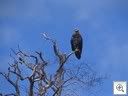 One of many eagles seen today