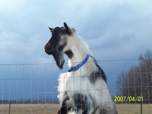 Lets See Em! (your Best Pictures! ) - Goats