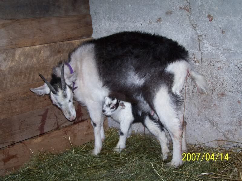 Lets See Em! (your Best Pictures! ) - Goats