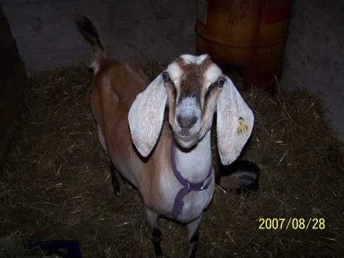 Lets See Em! (your Best Pictures! ) - Goats