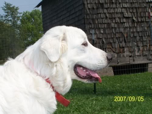 Update pics of my Great Pyrenese - Goats