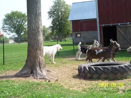 Update pics of my Great Pyrenese - Goats