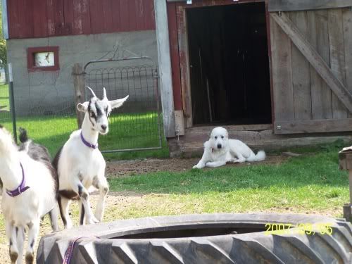 Update pics of my Great Pyrenese - Goats