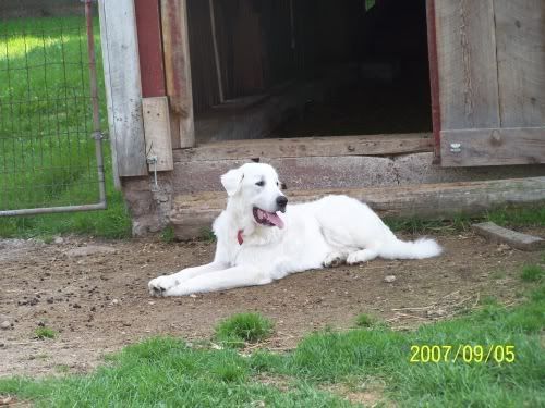 Update pics of my Great Pyrenese - Goats