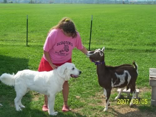 Update pics of my Great Pyrenese - Goats