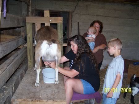 Pictures of barn, milking stand, etc. - Goats