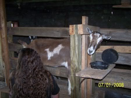 Pictures of barn, milking stand, etc. - Goats