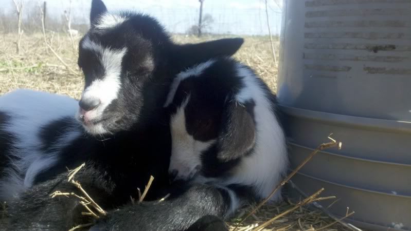 I'm new to HT, need help, puss filled pimple on goats behind? - Goats