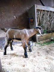 FINALLY (cuteness!) - Goats