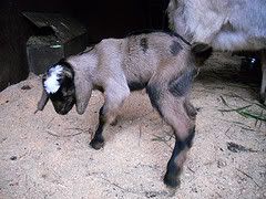FINALLY (cuteness!) - Goats