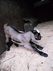 FINALLY (cuteness!) - Goats
