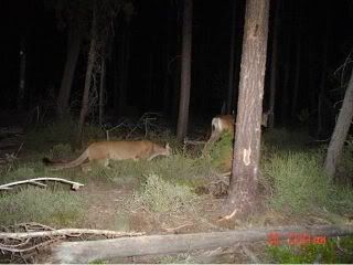 Michigan DNR finally admits there is at least ONE - Homesteading Questions