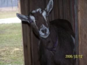 Goofy Goat Picture - Goats