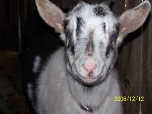 Goofy Goat Picture - Goats