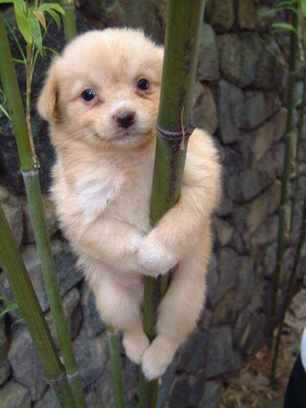 PoleDancerpic.jpg