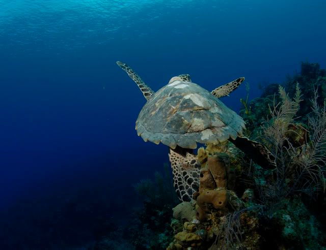 Turtle2.jpg