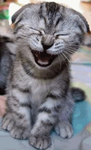 CatLaugh.gif