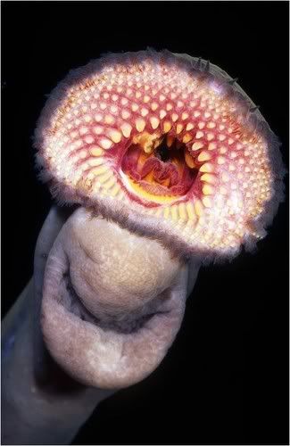 disgusting_fishes_6-lamprey_2.jpg