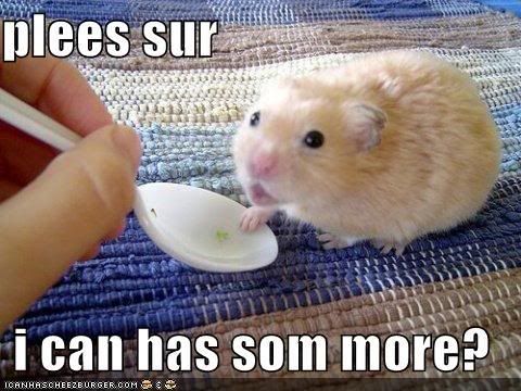 funny-pictures-hamster-wants-more.jpg
