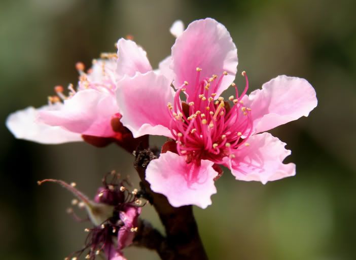 IMAGE: http://i25.photobucket.com/albums/c84/gregprofeta/200lensfiltered.jpg