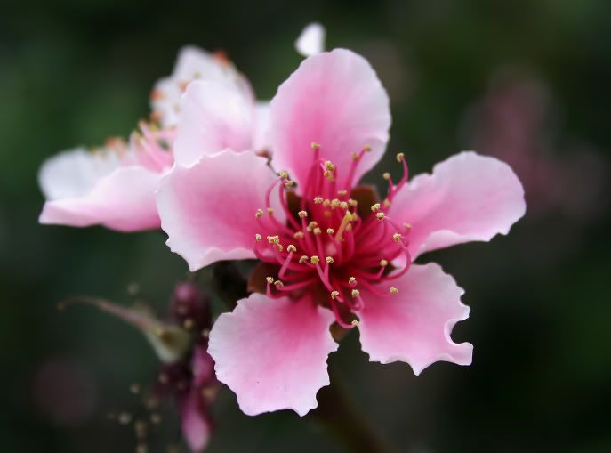 IMAGE: http://i25.photobucket.com/albums/c84/gregprofeta/IMG_2958.jpg