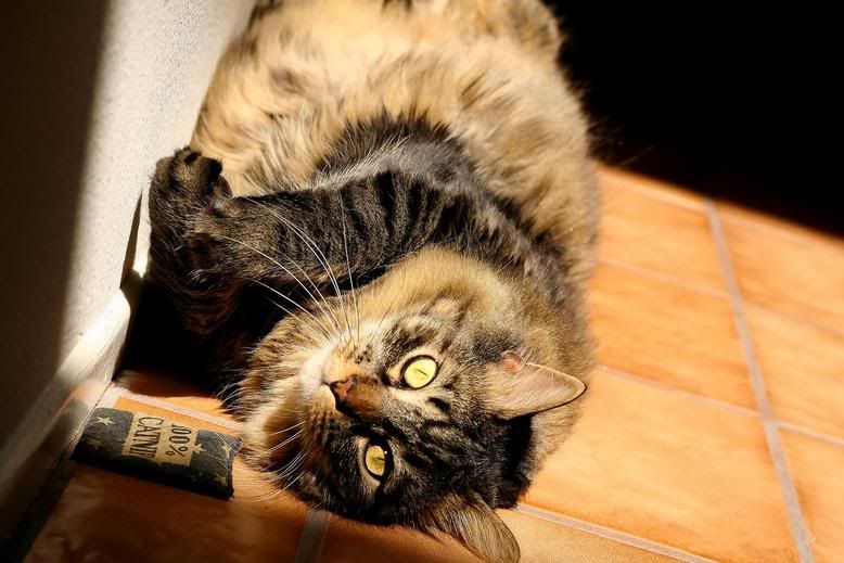 IMAGE: http://i25.photobucket.com/albums/c84/gregprofeta/blitzsmall3.jpg