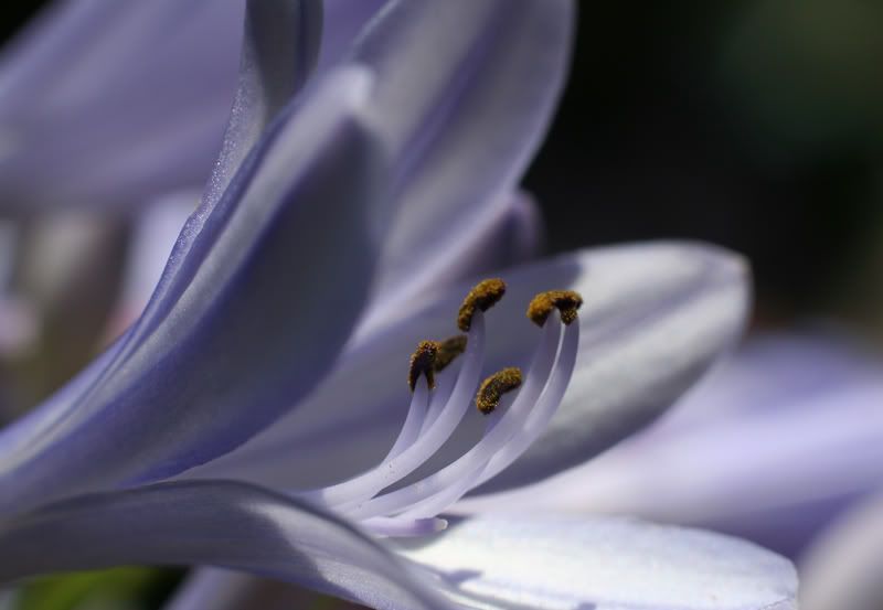 IMAGE: http://i25.photobucket.com/albums/c84/gregprofeta/iris.jpg